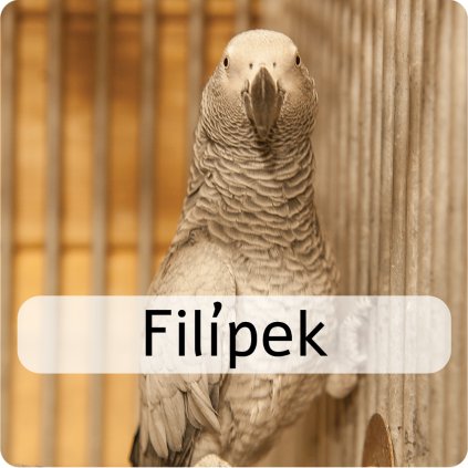 filípek
