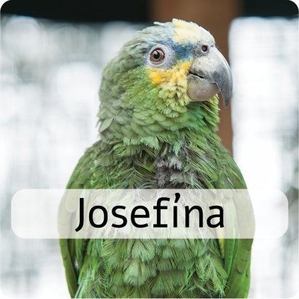 josefína