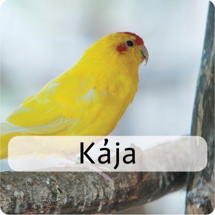 kája