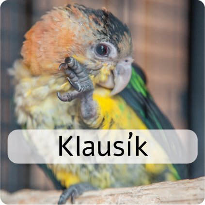 klausík
