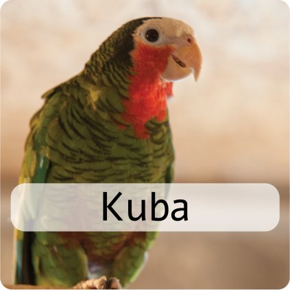 kuba2