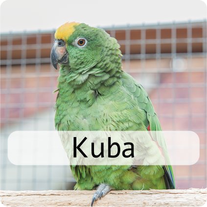 kuba 3