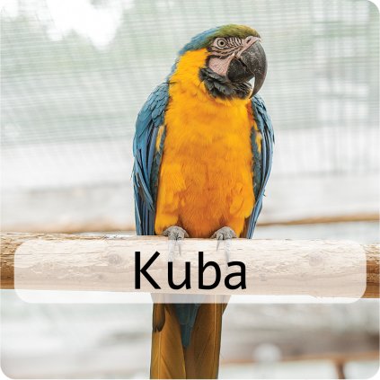 kuba 4