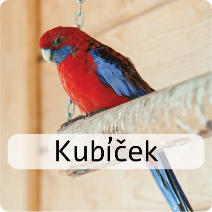 kubíček