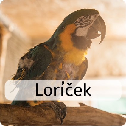 loríček