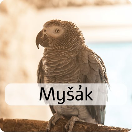mašák