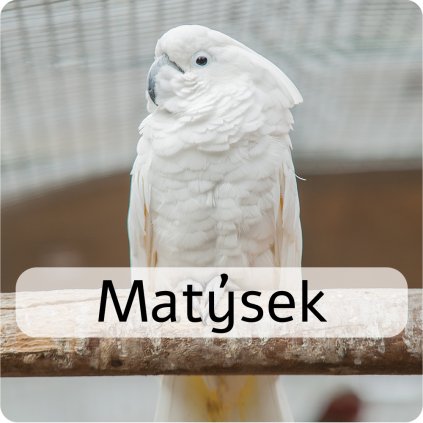 matýsek