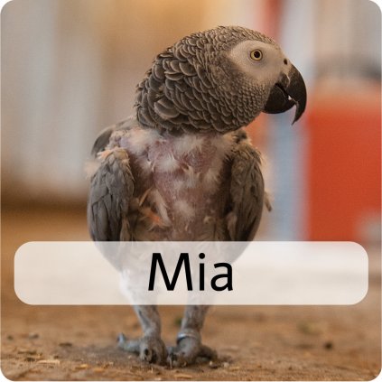 mia