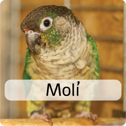 molí