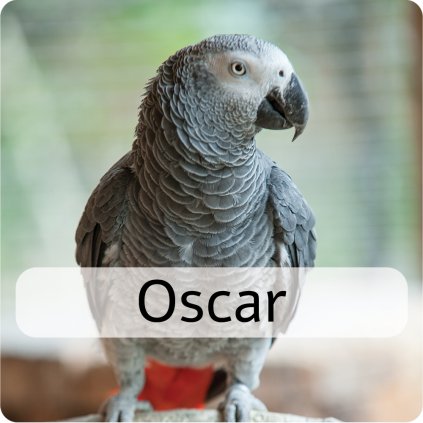 oscar