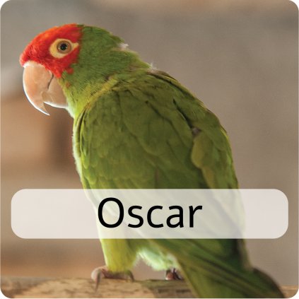 oscar2