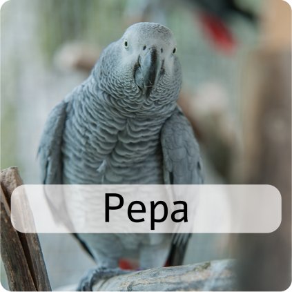 pepa