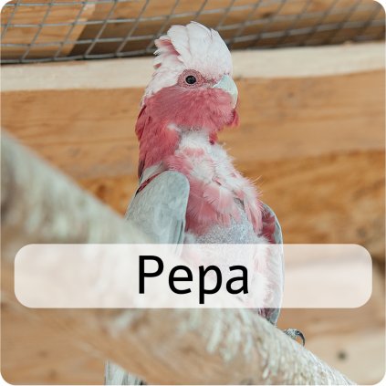 pepa 2