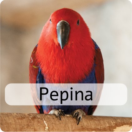 pepina