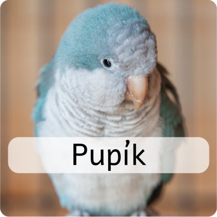 pupík