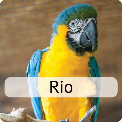 rio