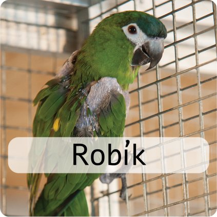 robík