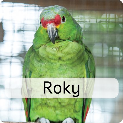 roky 2