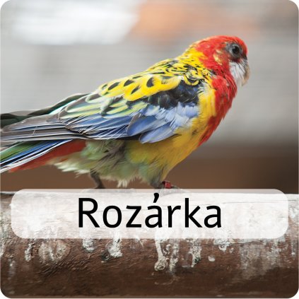 rozárka 2