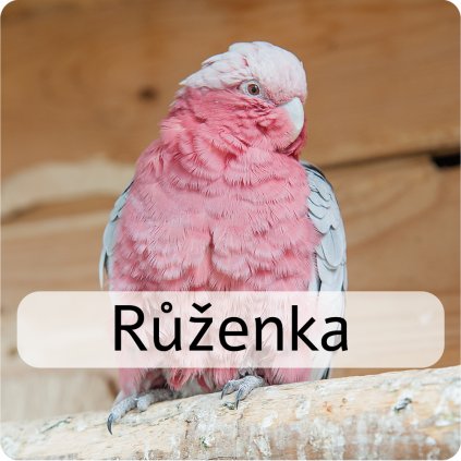 růženka