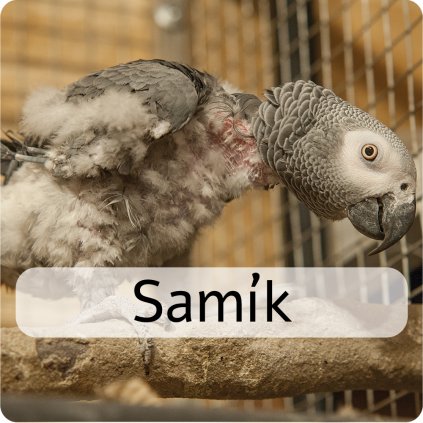 samík