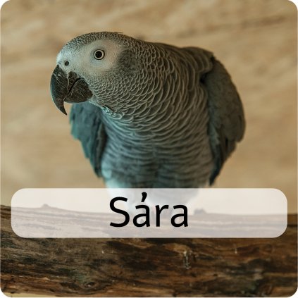 sára