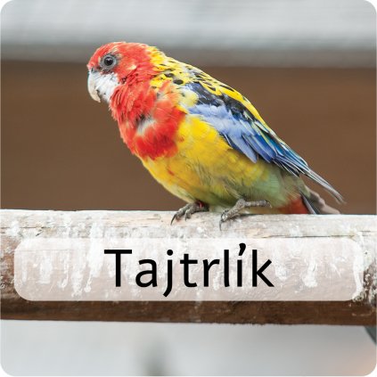 tajtrlík