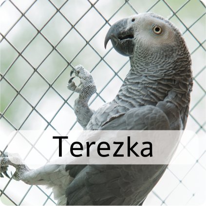 terezka