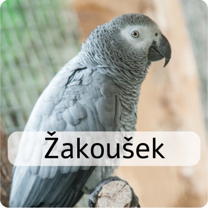 žakoušek
