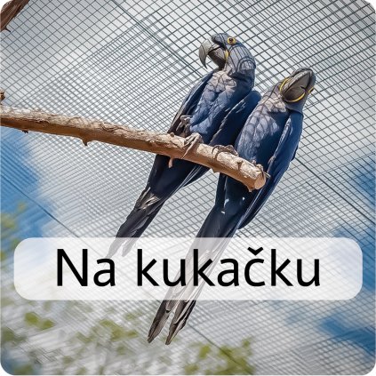 kukačka