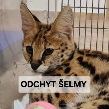 SOS odchyt šelmy - výjezd