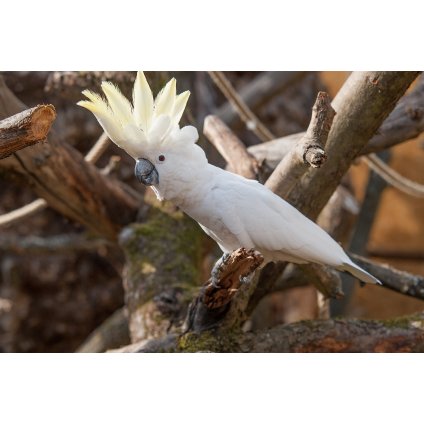 SOS PODPORA NA KRMIVO - ZRNIVO