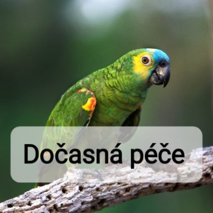 401 amazonan modrocely 15988807971755 (1)