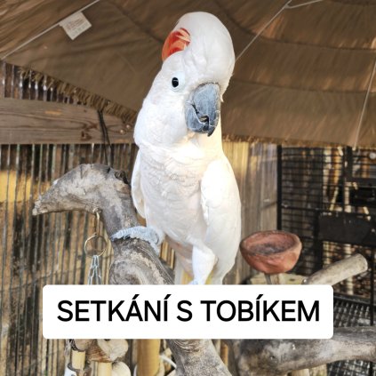 SETKÁNÍ S TOBÍKEM
