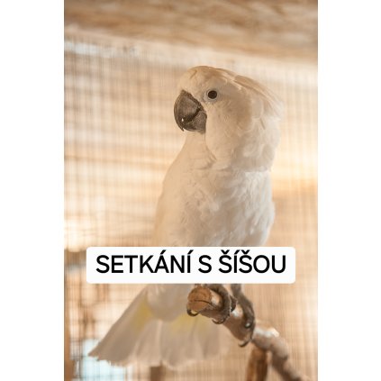 SETKÁNÍ S ŠÍŠOU