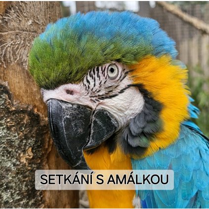 SETKÁNÍ S AMÁLKOU