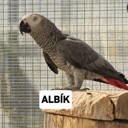 Albík - Kmotrovství