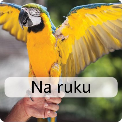 Bez názvu 1