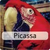 picassa
