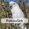 rokoušek