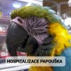 HOSPITALIZACE PAPOUŠKA