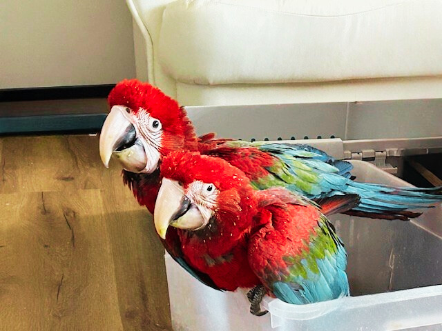 LOLOpets písek pro ptáky: Ideální volba pro čistotu a zdraví vašich opeřených přátel
