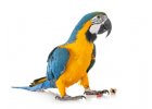 Papoušek z rodu Ara