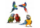 papoušci Jižní Ameriky
