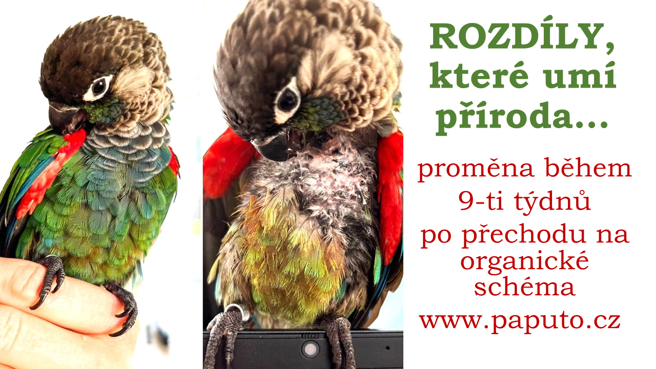 před a po