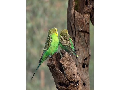 08a  -  OrganiCa ANDULKY- Zdroj organického vápníku, jódu a ostatních složek pro optimální vstřebatelnost 60g