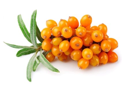 rakytnik resetlakovy 00 e1516713488656