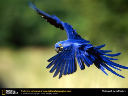 hyacinth macaw