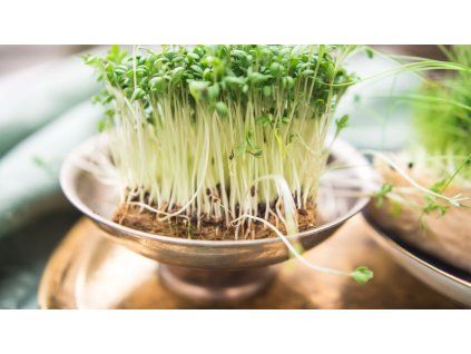 10d26051505d362669ef044168aa0c08