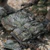 Lékárna RIP-AWAY MEDICAL SMALL MULTICAM®